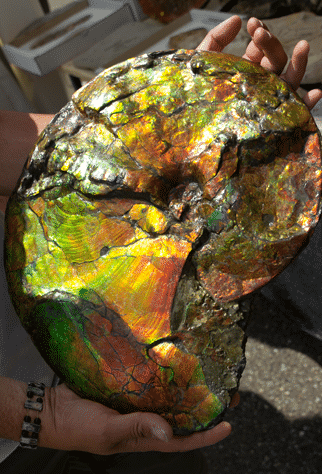 Iridescence Causes Beautiful Colors on Ammolites.