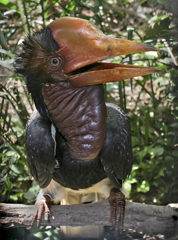 The Indonesian Helmeted Hornbill.
