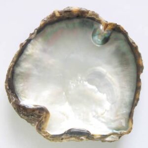 Pinctada Margaritifera Shell. Image Courtesy of parels-ael.nl