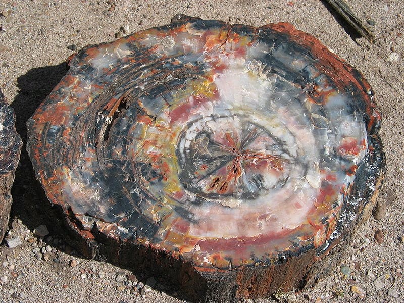 Petrified Tree in Petrified Forest National Park, USA. Image taken by Daniel Schwen on Sept 4th, 2004.