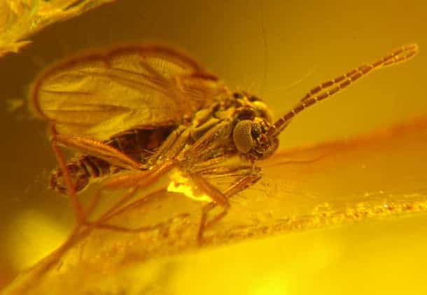 Ancient Insects are Often Preserved in Amber.