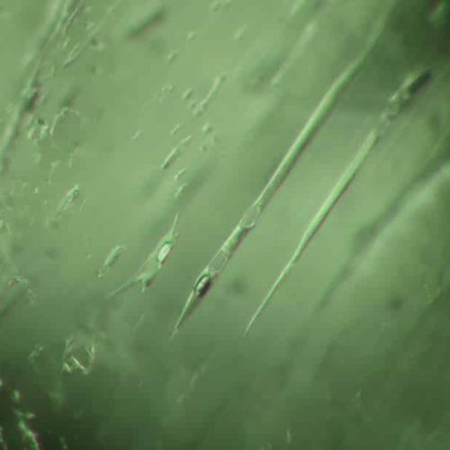 Two and Three Phase Inclusions in an Emerald.